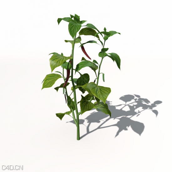 农作物3d模型 xfrogplants agriculture