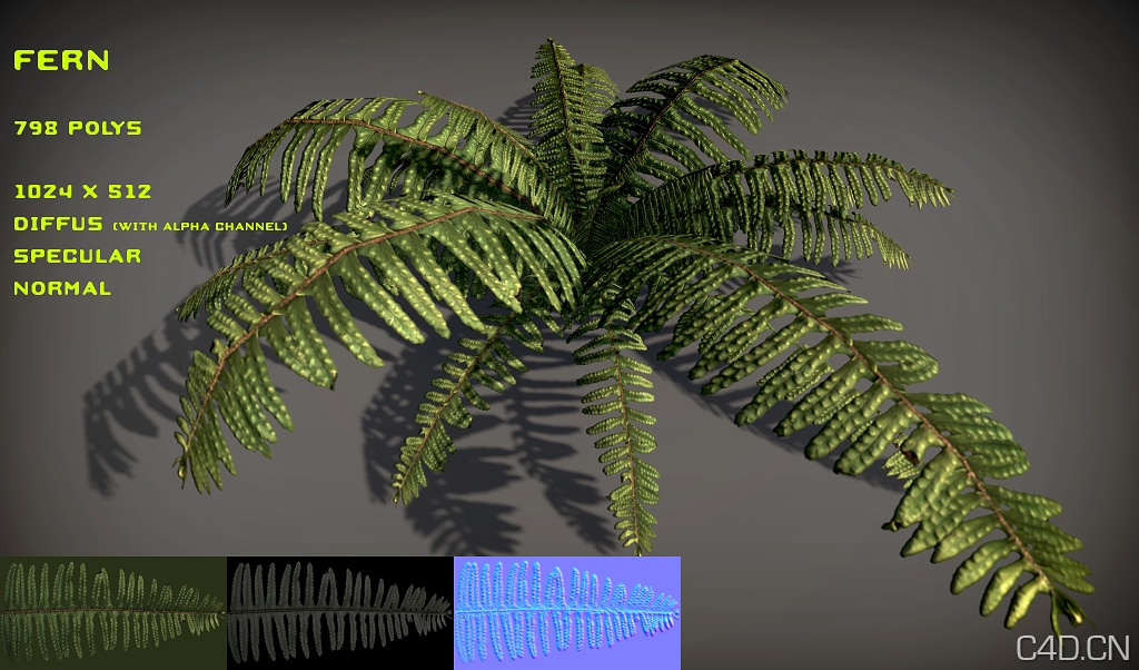 蕨类植物模型：Free Fern Pack - C4D之家 - free_fern_pack_by_nobiax-d2mmdrh.jpg