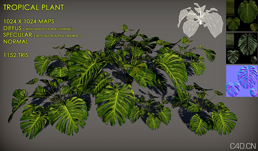 龟背竹3D模型、南方大叶植物3D模型：Free Tropical plant Pack - C4D之家 - free_tropical_plant_pack_by_nobiax-d2x6rcs.jpg