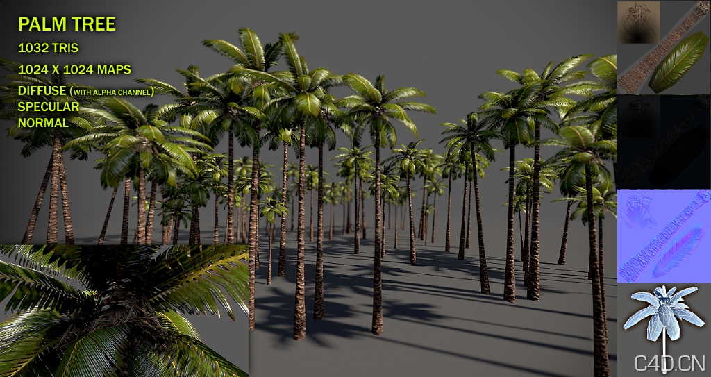 椰子树三维材质贴图：Palm tree v2 - C4D之家 - palm_tree_v2_by_nobiax-d4ey4ad.jpg