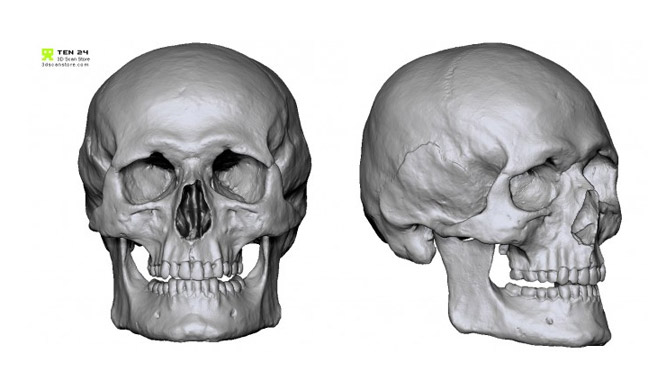 c4d骷髅头detailedskull