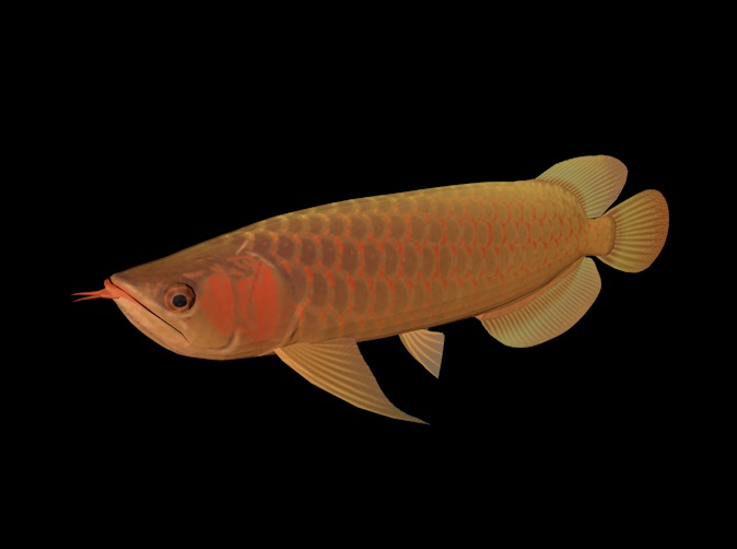 海洋动物模型：金龙鱼3D模型 AsianArowana - C4D之家 - cinema4d_ 2013-12-31 下午8.37.02.jpg