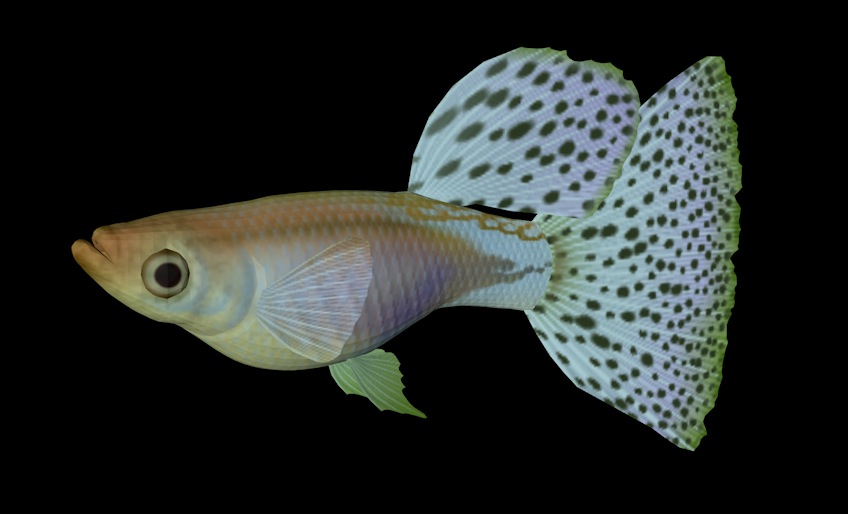 海洋鱼模型：孔雀鱼（蓝色草尾）3D模型 Guppy Blue Grass Tail - C4D之家 - cinema4d_ 2014-01-01 下午5.59.27.jpg