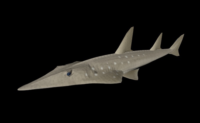 海洋鱼模型：铲鼻鲨3D模型 Shovelnose Shark - C4D之家 - cinema4d_ 2014-01-08 上午11.08.35.jpg