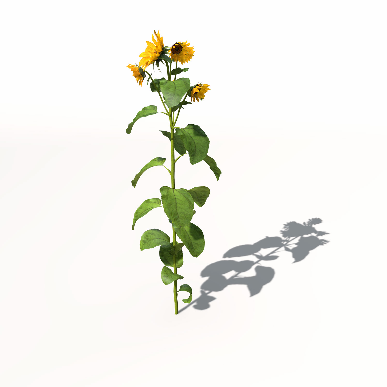 向日葵C4D模型 Sunflower 3dmodel 009 - C4D之家 - VG14_Perspective_0009.jpg