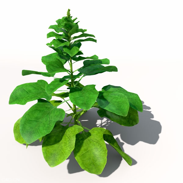 菠菜C4D模型 Spinach 3D model - C4D之家 - AG17_Perspective_0009.jpg