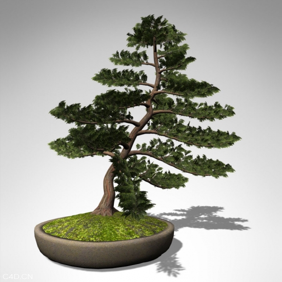 松树/柏树C4D模型 Hinoki False Cypress - C4D之家 - BN04c-hinoki-false-cypress_550x550.jpg