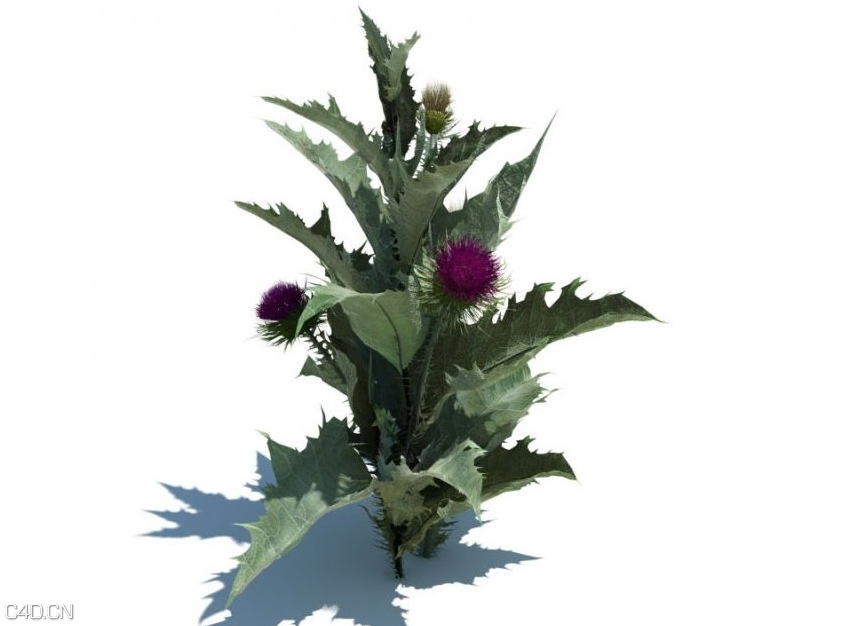 草和小植物3D模型 EVERMOTI0N: Archmodels vol.124 - C4D之家 - cinema4d_ 2014-09-05 18.09.54.jpg