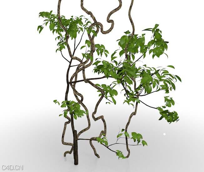 树藤根蔓/藤本景观植物C4D模型 Kifuji Ne 3D model - C4D之家 - cinema4d_ 2015-05-02 12.08.35.jpg