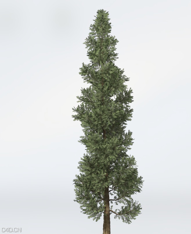 柏树C4D模型 Incense Cedar - C4D之家 - cinema4d_ 2015-06-11 23.49.33.jpg