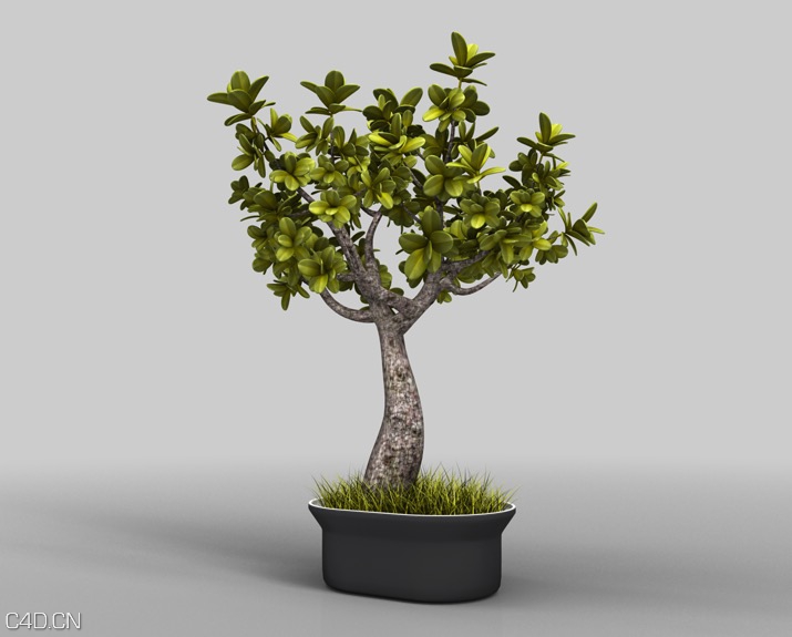 盆景树木、景观盆景C4D模型 Bonsai - C4D之家 - cinema4d_ 2015-12-03 13.54.29.jpg