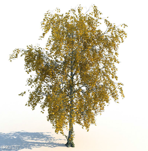 秋天黄叶大树3D模型合集 R-D iTrees vol. 1 Autumn - C4D之家 - RD-Group-iTrees-Vol-1-Autumn-4.png