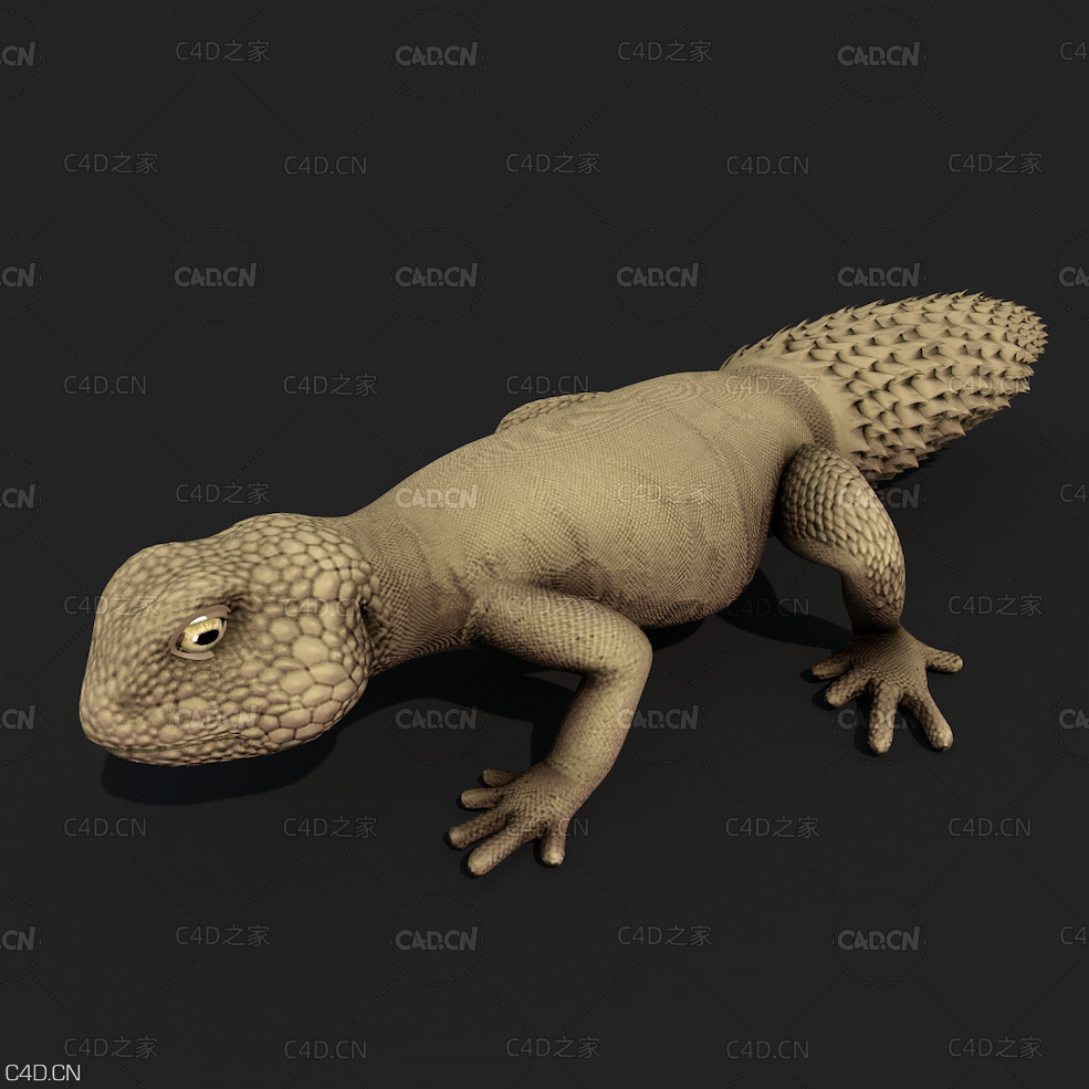 蜥蜴C4D模型 Lizard - C4D之家 - C4D.jpg