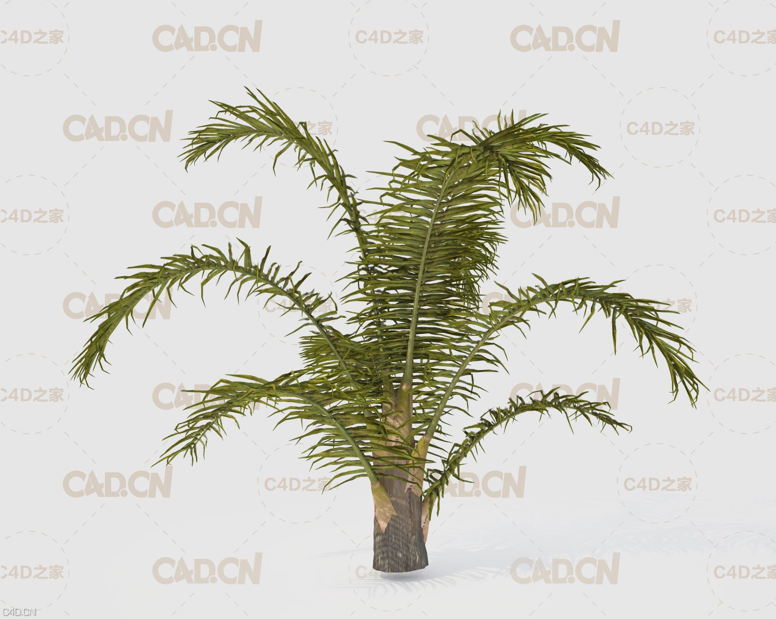 棕榈树 棕树C4D模型 Queen Palm Tree 3D Model - C4D之家 - Queen-Palm-Tree-3D-Model-(3).jpg