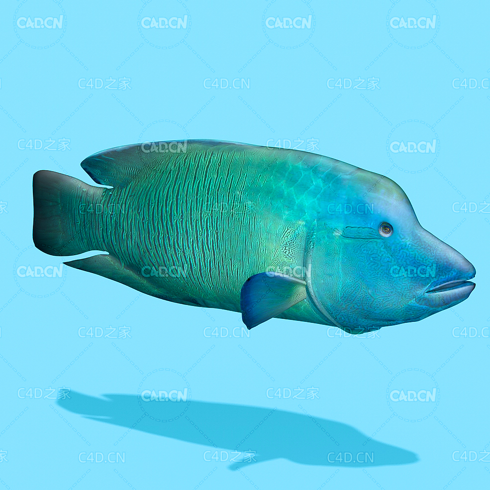 海洋鱼波纹唇鱼C4D绑定模型 napoleon fish - C4D之家 - YU01-napoleon_fish.jpg