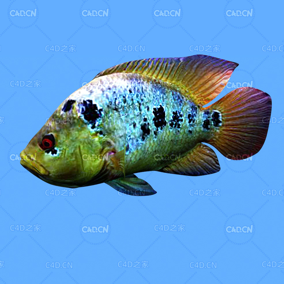 彩虹丽鱼科鱼C4D动画模型 rainbow cichlid c4d model - C4D之家 - 11.jpg