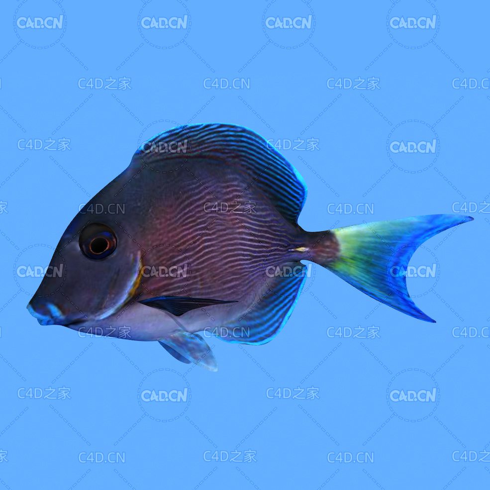 太平洋蓝塘鱼C4D绑定动画模型 blue tang c4d model - C4D之家 - 21.jpg