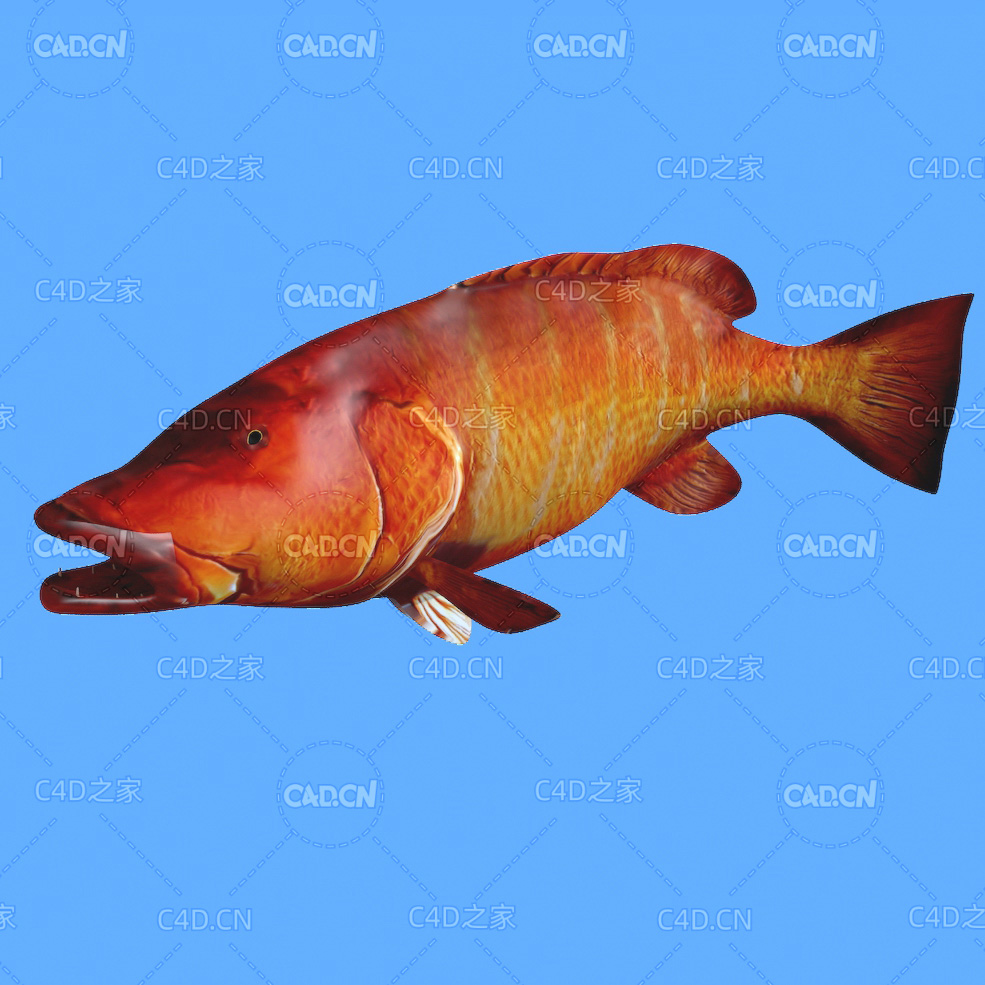 巴西笛鲷C4D绑定动画模型 cubera snapper c4d model - C4D之家 - 24.jpg