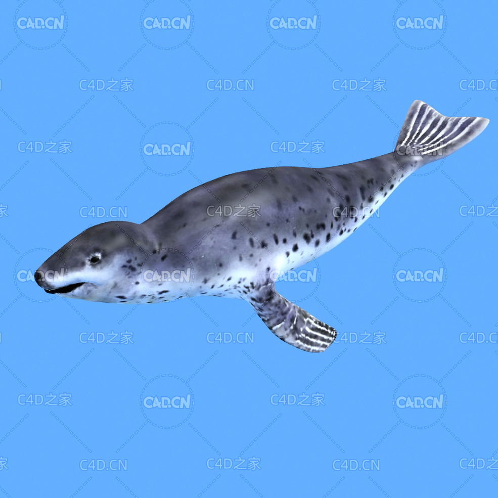 豹海豹C4D绑定动画模型 leopard seal c4d model - C4D之家 - 37.jpg