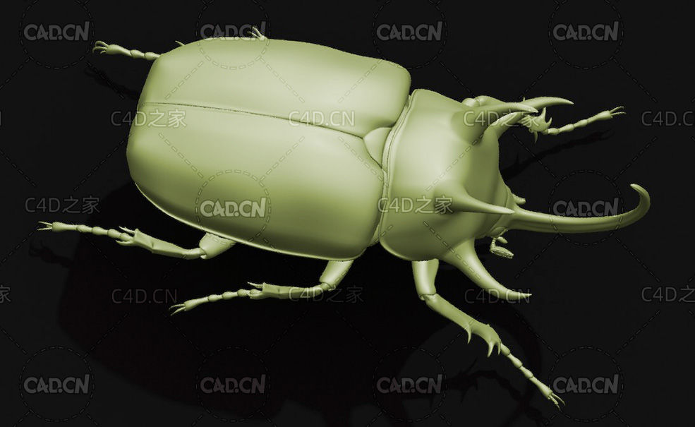 细尤犀金龟 昆虫甲虫C4D模型 Eupatorus gracilicornis - C4D之家 - 07.jpg