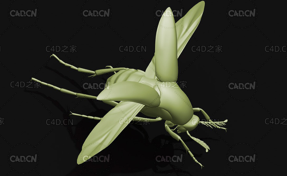 花蚤科 昆虫甲虫C4D模型 Mordellidae - C4D之家 - 09.jpg