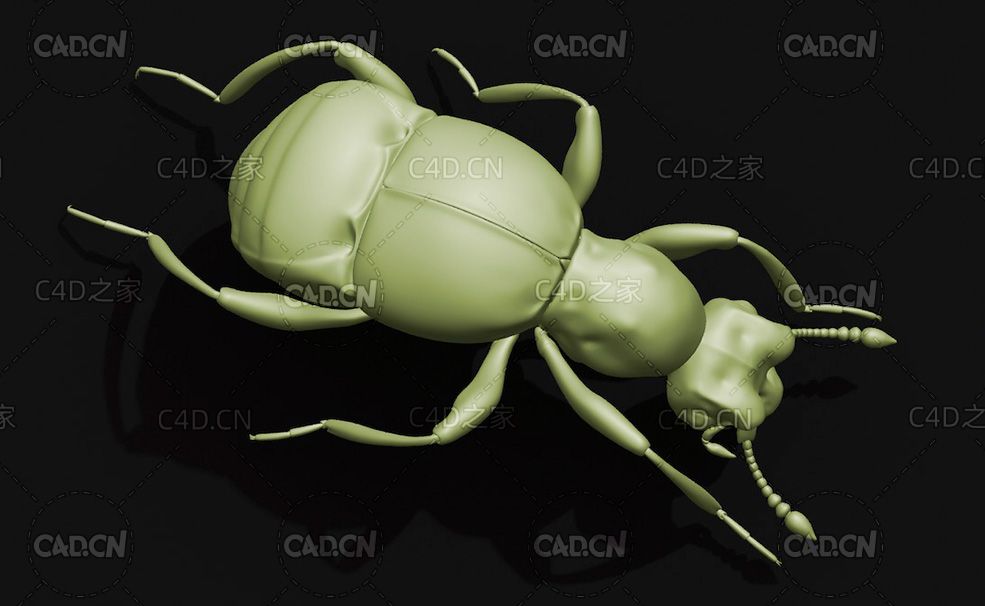 蚁甲 昆虫甲虫C4D模型 Pselaphid beetle - C4D之家 - 44.jpg