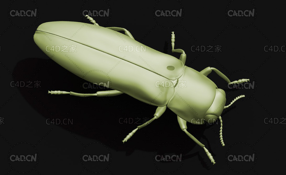 苹果小吉丁虫宝石甲虫 昆虫甲虫C4D模型 Agrilus - C4D之家 - 46.jpg