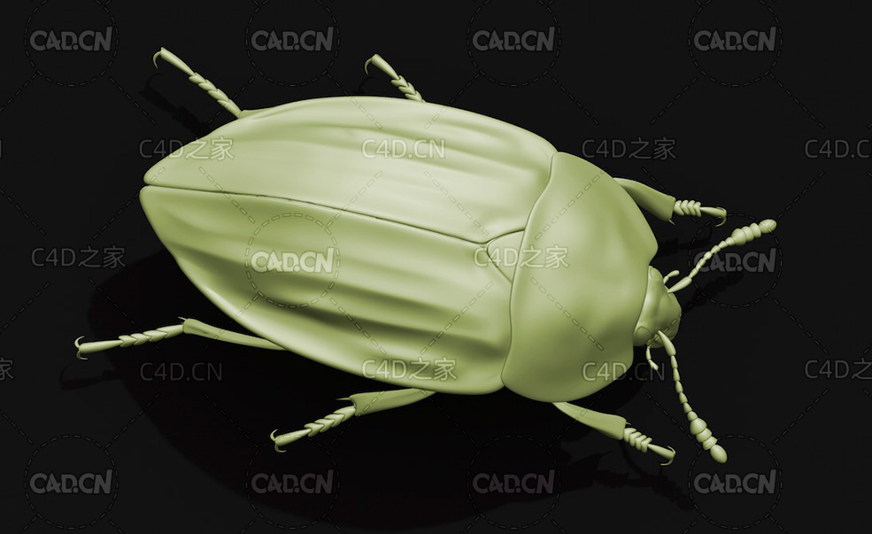 埋葬虫食腐甲虫腐肉甲虫 昆虫甲虫C4D模型 Carrion beetle - C4D之家 - 49.jpg