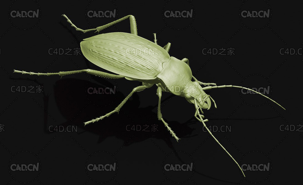 地甲虫步甲科甲虫步行虫 昆虫甲虫C4D模型 Ground beetle - C4D之家 - 53.jpg