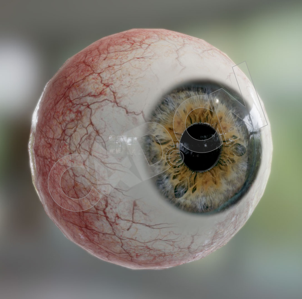 人眼珠眼球C4D模型 eye - C4D之家 - 85.jpg