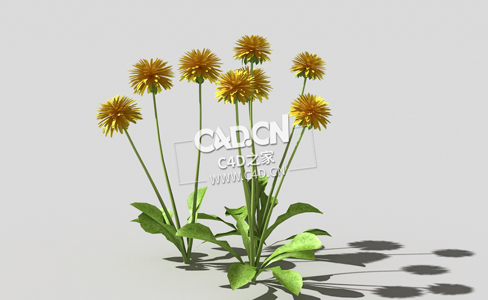 开花的蒲公英植物C4D模型 dandelion-b3 3d model