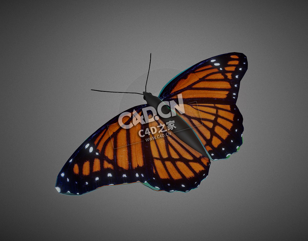 蝴蝶C4D模型下载 Butterfly-5 - C4D之家 - 33.jpg