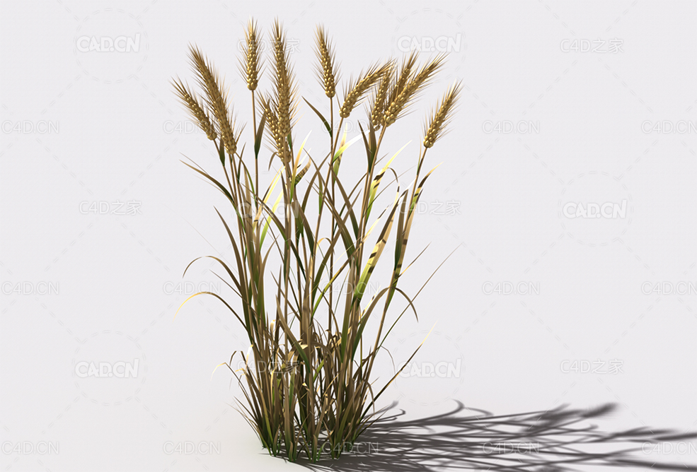 小麦植物C4D模型 wheat-c2