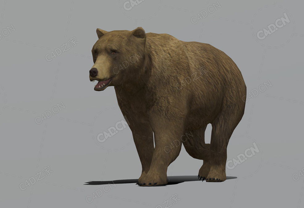 棕熊 bear-walk-animation - C4D之家 - 39.jpg