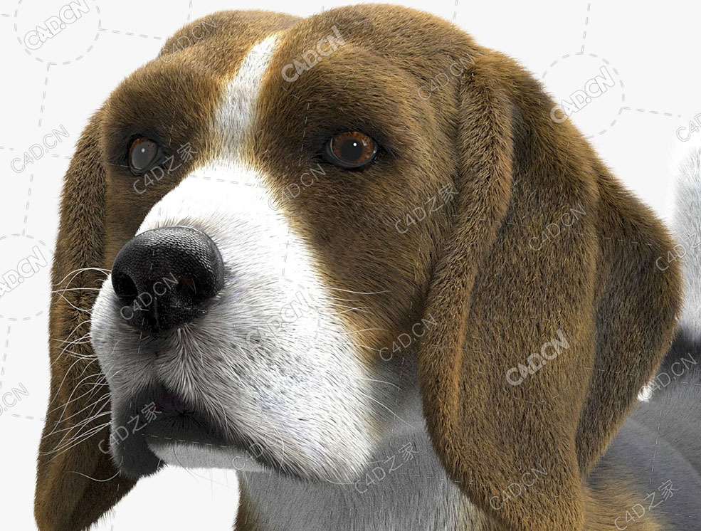 C4D头发毛发羽毛模拟插件 Ephere Ornatrix v2.3.0.29616 for Cinema 4D R19-R25