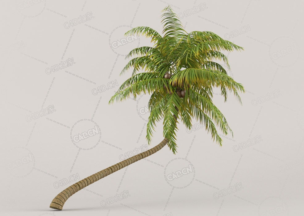 弯曲的椰子树C4D模型Coconut Palm - C4D之家 - Coconut-Palm.jpg