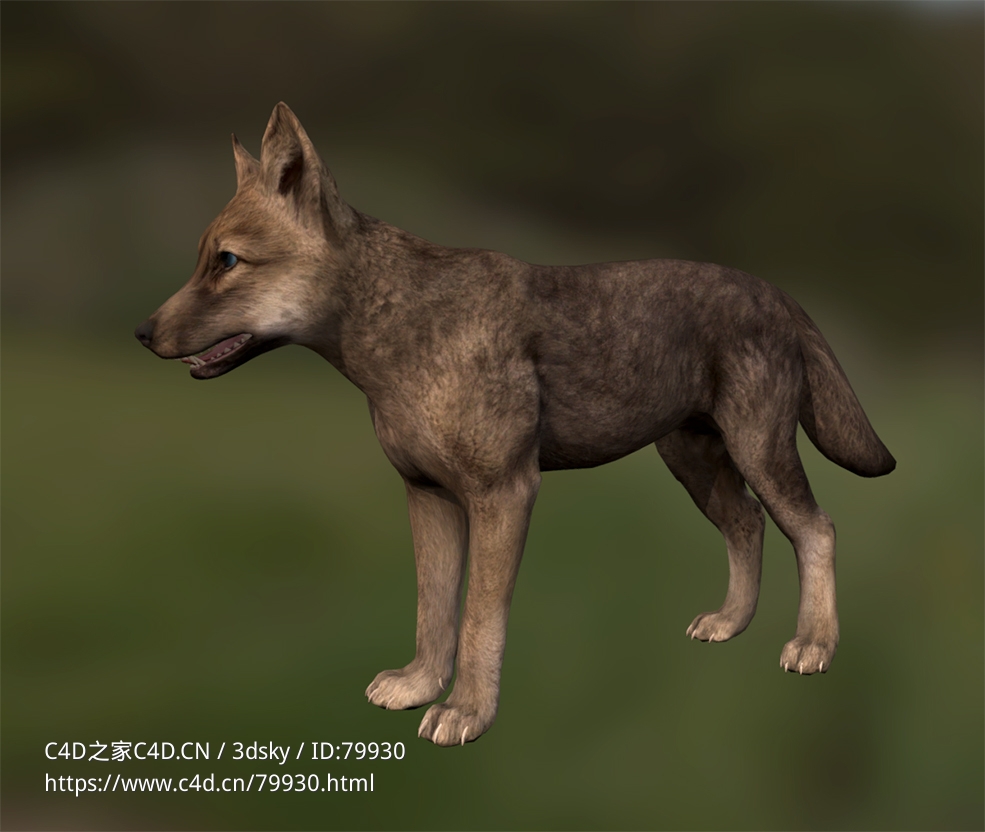 小灰狼狼崽wolf-quest-coats-summer-wolf-cub - C4D之家 - 63.jpg