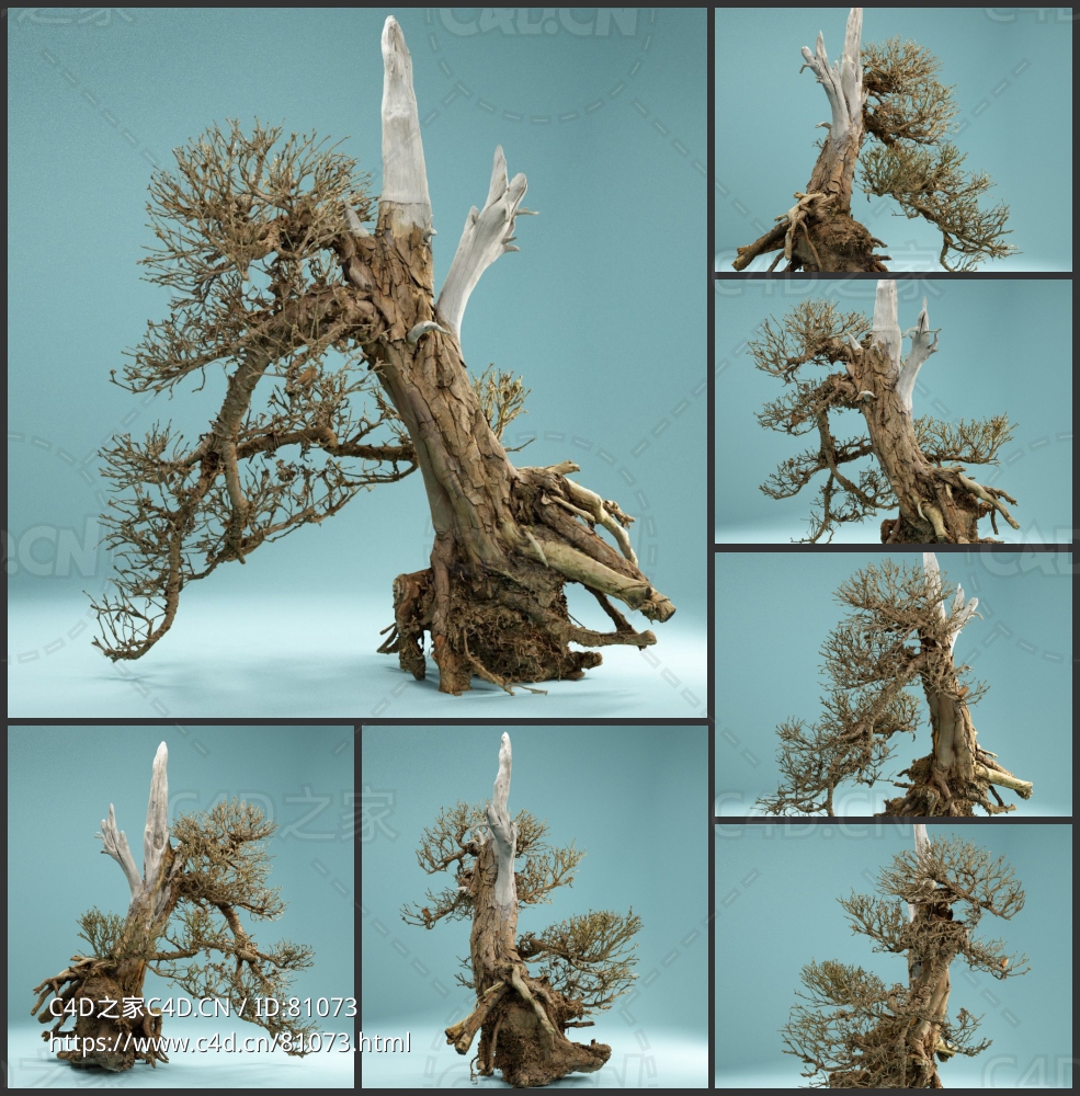 残枝败叶迎客树景观老树Dead Bonsai 03 - C4D之家 - 3-3.jpg