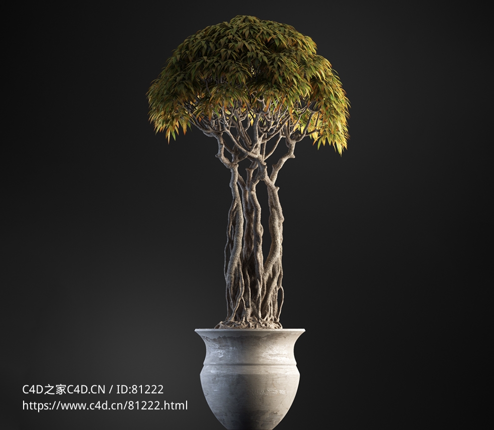 马尾榕盆景绿植c4d模型下载 - C4D之家 - 13.jpg