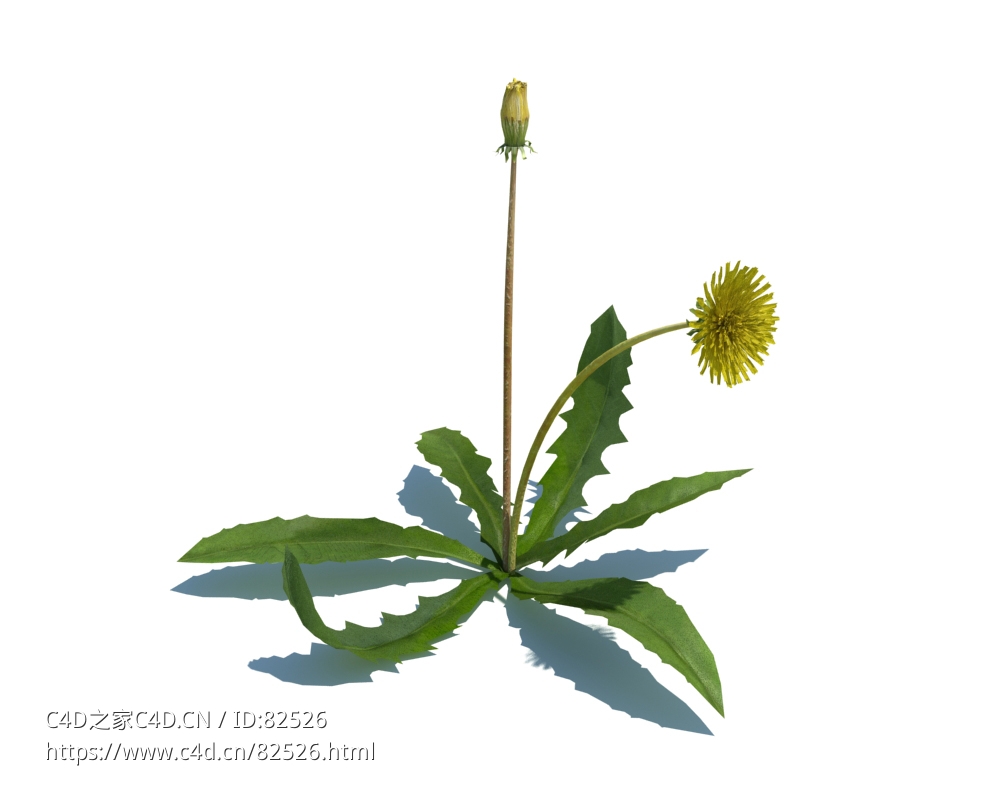 蒲公英c4d植物杂草模型下载Taraxacum officinale v1 - C4D之家 - 10.jpg