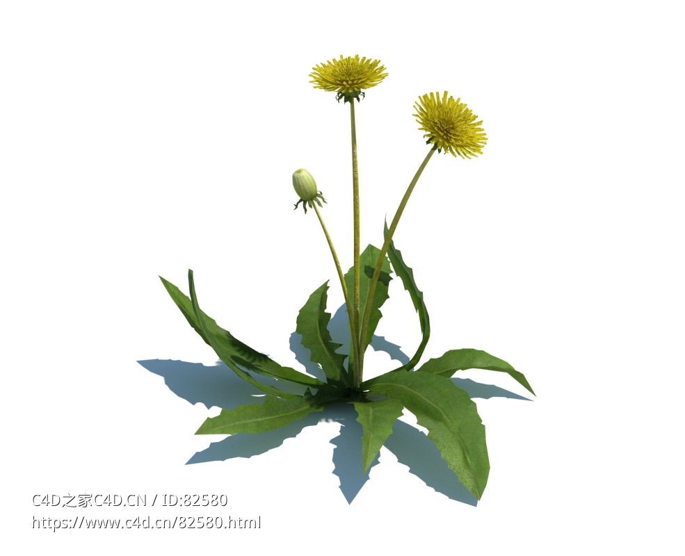 蒲公英植物模型下载Taraxacum officinale v2 - C4D之家 - 11.jpg