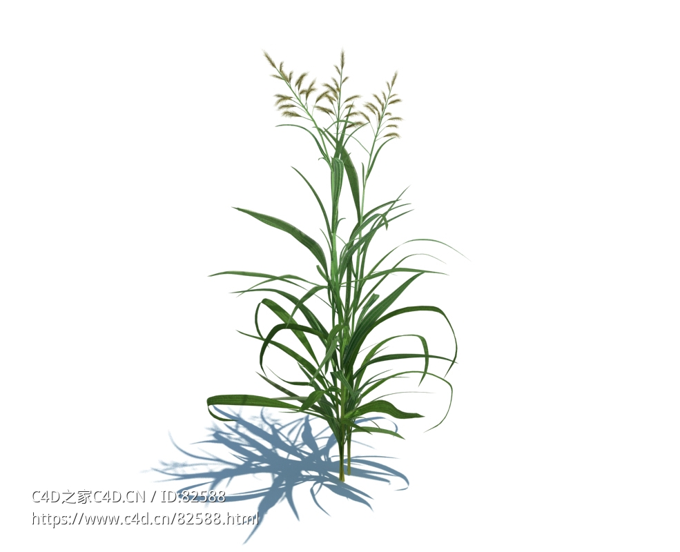 虉草c4d植物杂草模型下载Phalaris arundinacea v1 - C4D之家 - 19.jpg