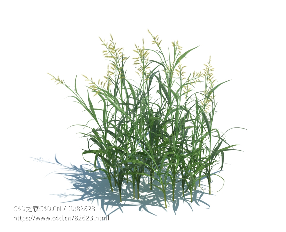 丝带草植物杂草模型下载Phalaris arundinacea v3 - C4D之家 - 21.jpg