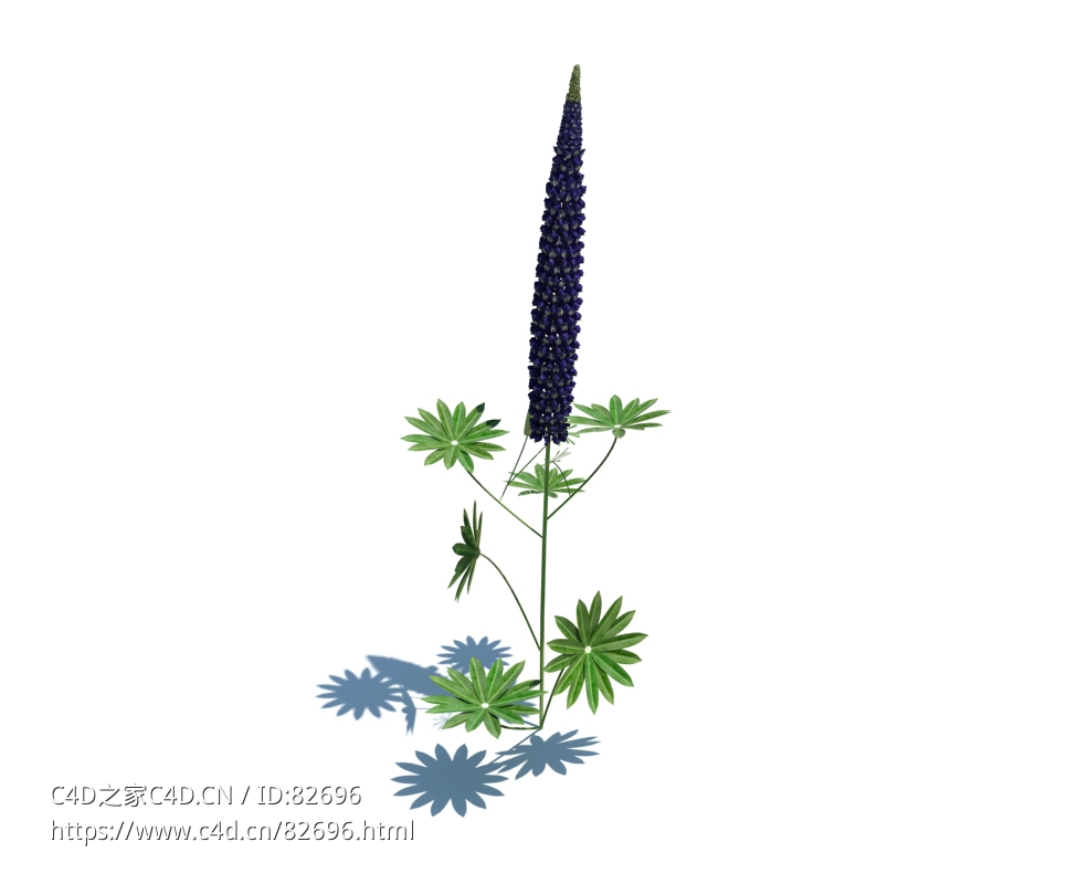 鲁冰花Lupinus polyphyllus L. v1 - C4D之家 - 130.jpg