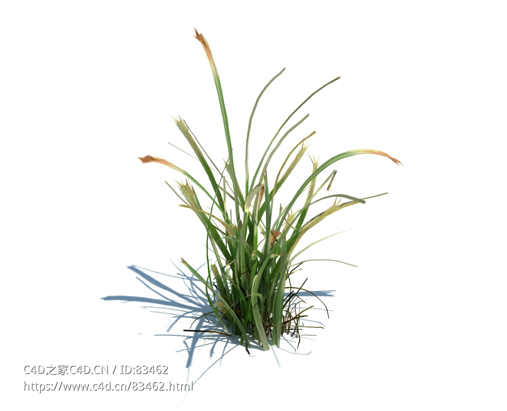 草地绿草植物杂草模型下载simple grass v2 - C4D之家 - 44.jpg