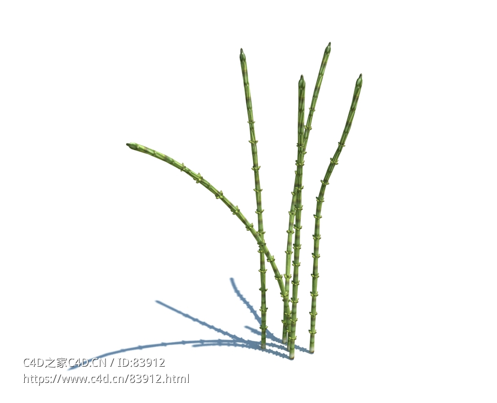 节骨草植物杂草模型下载Equisetum arvense v3 - C4D之家 - 96.jpg