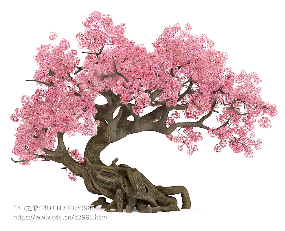 樱花树Cherry-blossoms - C4D之家 - Cherry-blossoms.jpg