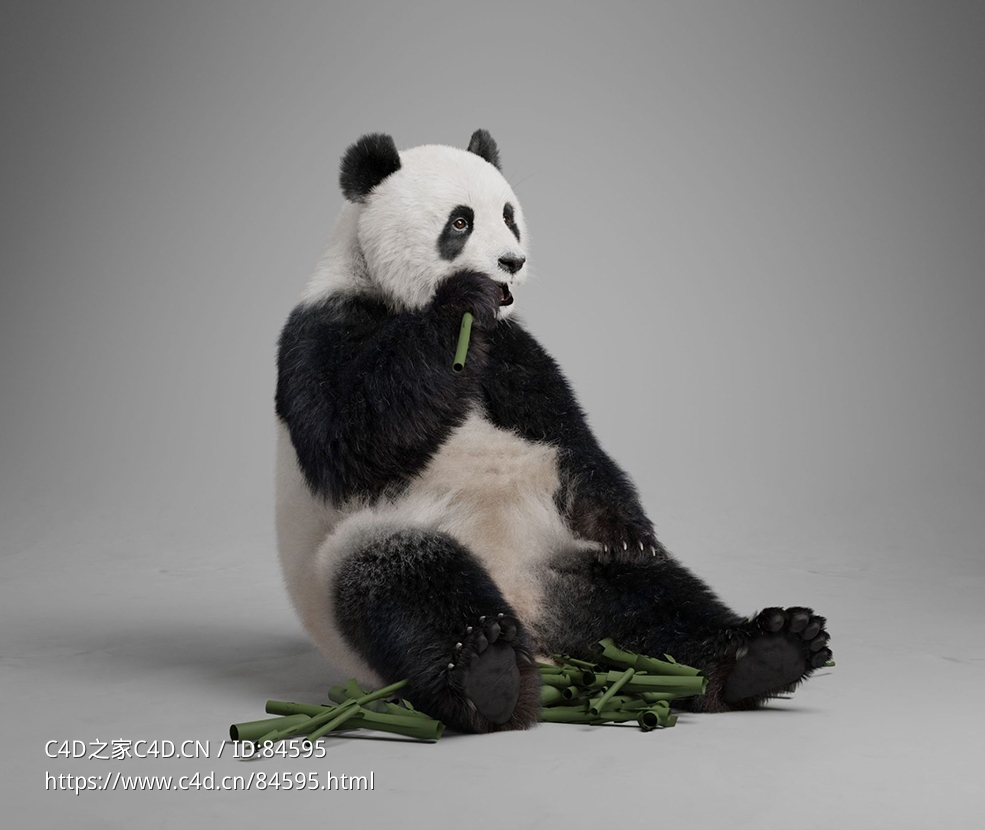 国宝大熊猫模型VFX Grace - Panda Animation - C4D之家 - JF0N2N0K_Panda_Effect-map02-scaled.jpg