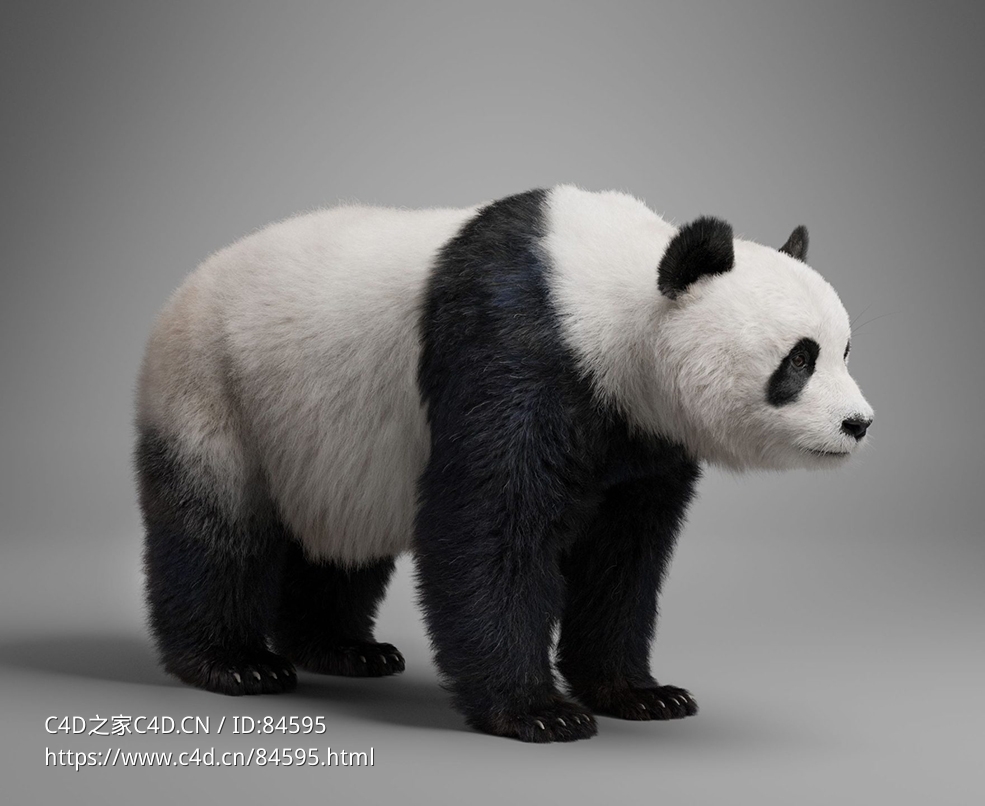 国宝大熊猫模型VFX Grace - Panda Animation - C4D之家 - JF0N2N0K_Panda_Effect-map12-scaled.jpg