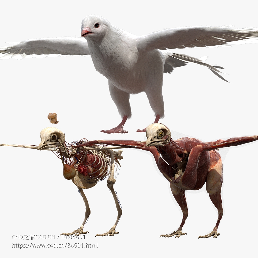 白鸽子模型DisneyTD - Dove Fur Anatomy - C4D之家 - 01.jpg